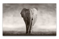 Bilder XXL Afrikanischer Elefant schwarz weiss Wandbild auf Leinwand