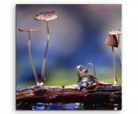 Naturfotografie – Kleine Pilze auf Holzstück auf Leinwand