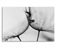 120x80cm Wandbild Pusteblumen Wassertropfen Nahaufnahme
