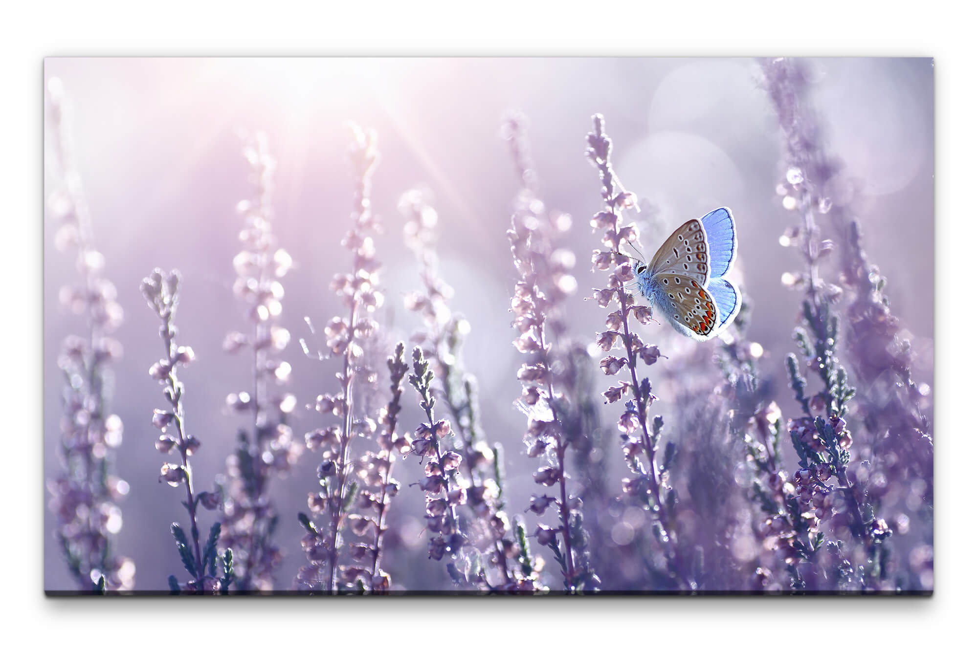 auf | Schmetterling Möbel Lavendel Direkt XXL Bilder Wandbild Leinwand mit