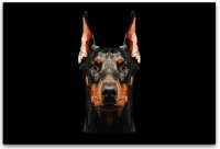 Dobermann Hund Wandbild in verschiedenen Größen