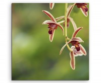 Naturfotografie – Rote Orchidee auf grünem Hintergrund auf Leinwand