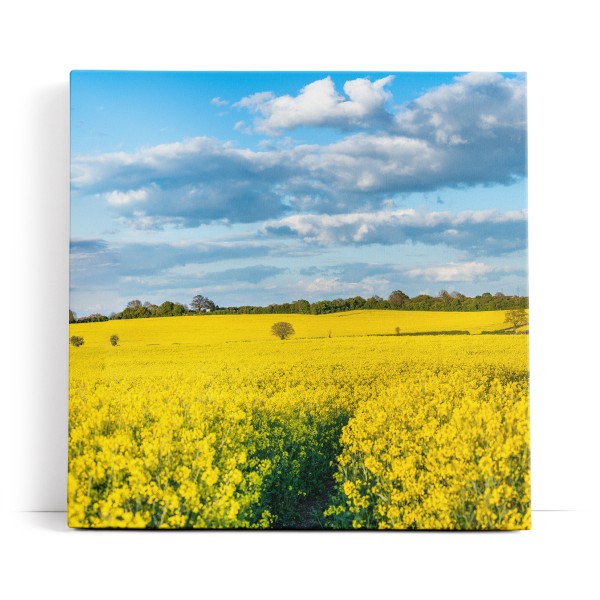 Rapsfeld Raps Landschaft Gelb Himmel Sommer