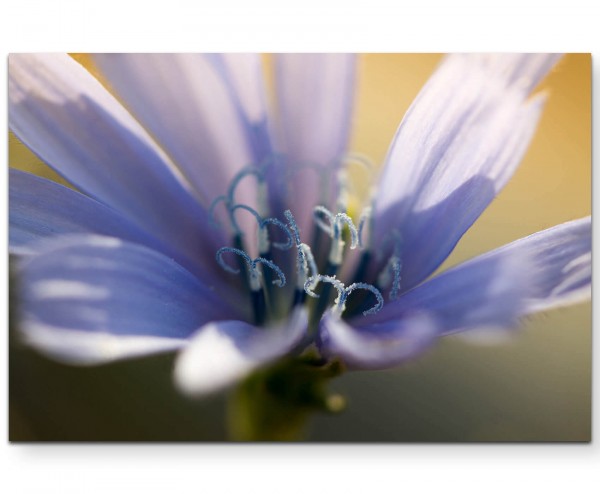 Violette Blüte Nahaufnahme - Leinwandbild