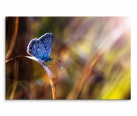 120x80cm Wandbild Schmetterling Wiese Sonnenstrahlen