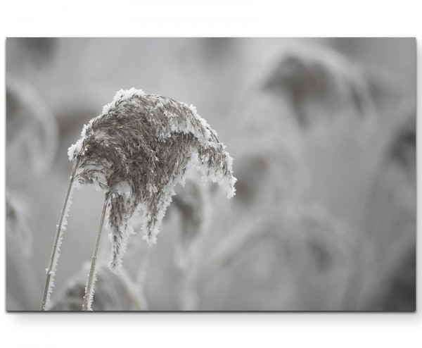 Frost auf Grashalm - Leinwandbild
