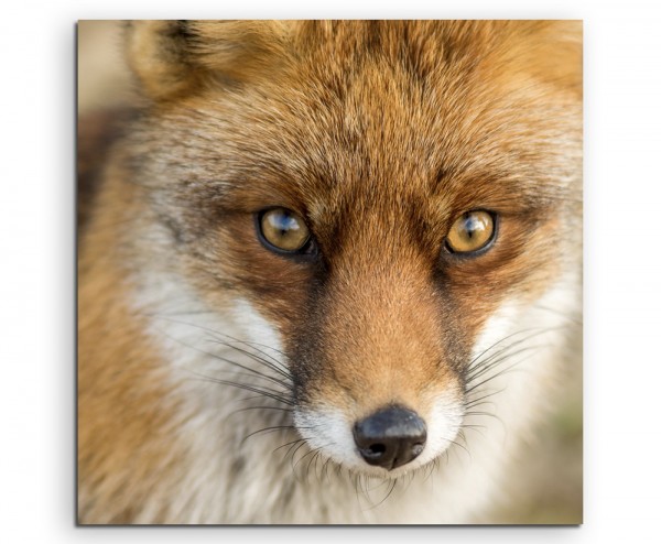 Tierfotografie – Roter europäischer Fuchs auf Leinwand