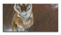 Bilder XXL Tiger in Bewegung 50x100cm Wandbild auf Leinwand