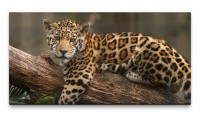 Bilder XXL Kleiner Jaguar 50x100cm Wandbild auf Leinwand