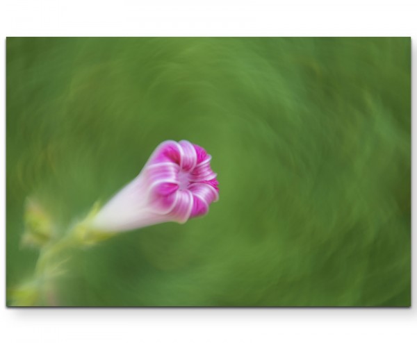 Rosa Blüte  Fotografie - Leinwandbild
