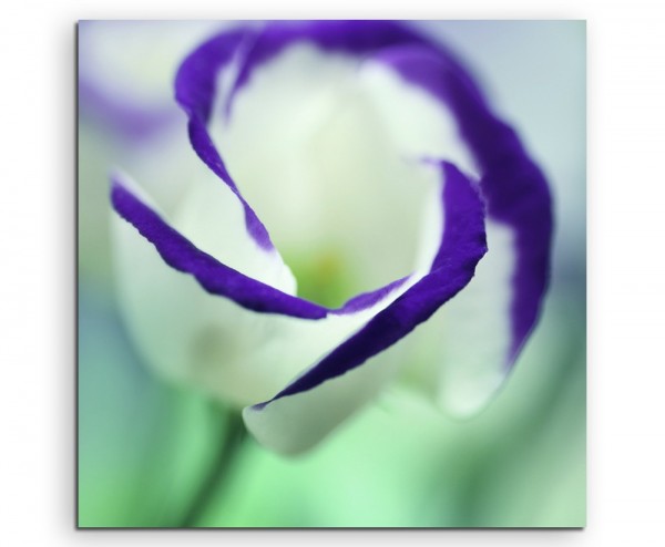 Naturfotografie Weiße Blüte mit lila Rand auf Leinwand exklusives Wandbild moderne Fotografie für