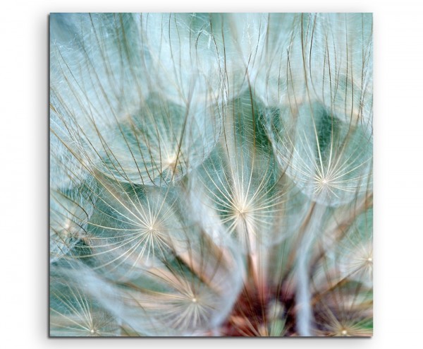 Naturfotografie – Pusteblumen im Detail auf Leinwand