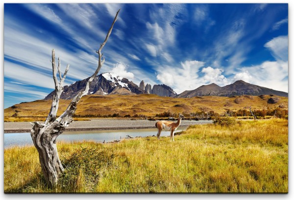 Tiere in Chile Wandbild in verschiedenen Größen