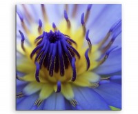 Naturfotografie – Gelb blaue Lotusblüte auf Leinwand