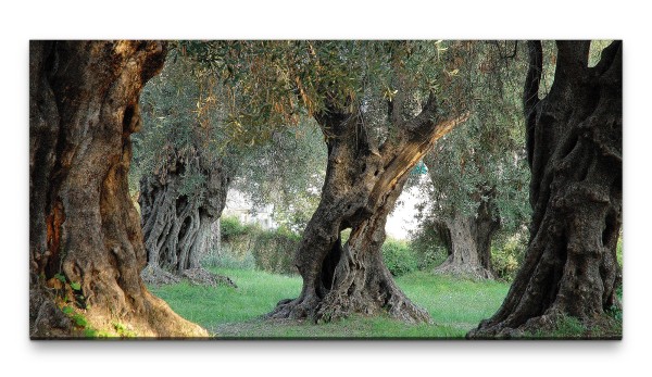 Bilder XXL Hain von Olivenbäumen 50x100cm Wandbild auf Leinwand