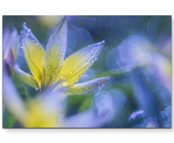 Wilde Tulpen mit Morgentau - Leinwandbild