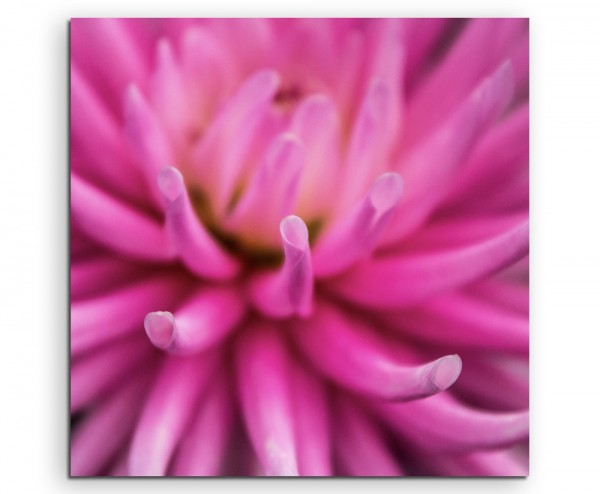 Naturfotografie  Intensiv pinke Blüte auf Leinwand exklusives Wandbild moderne Fotografie für ihre