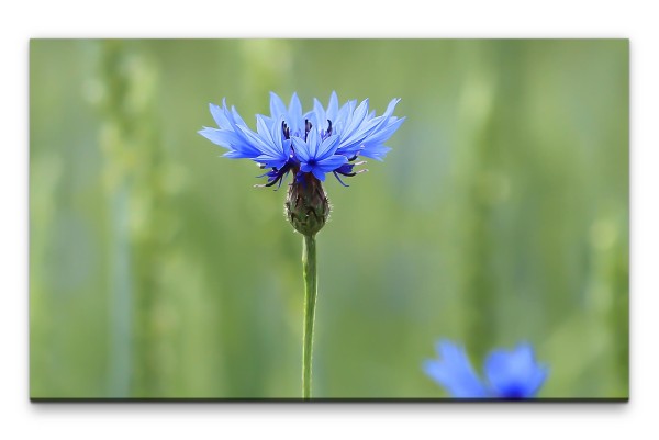 Bilder XXL Kornblume Wandbild auf Leinwand