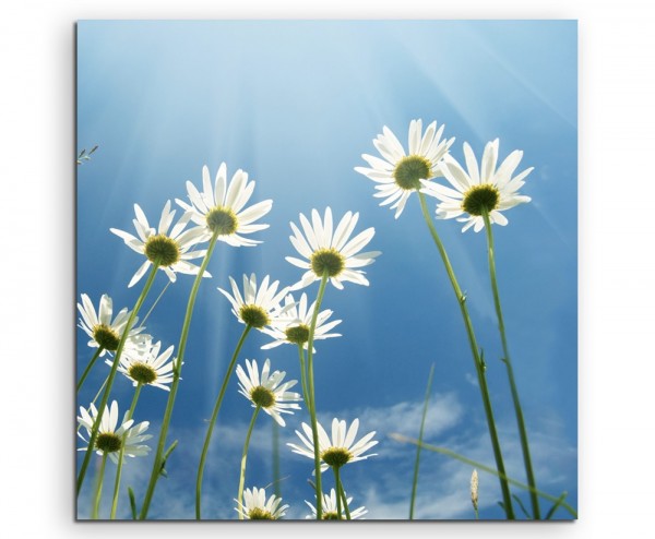 Naturfotografie – Gänseblümchen mit Himmel auf Leinwand