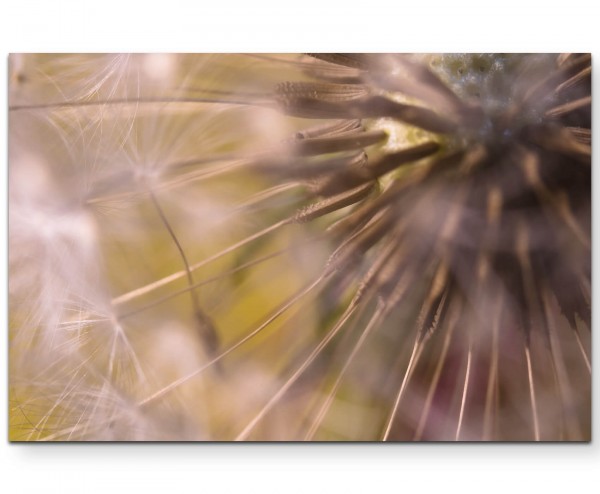 Pusteblume Fotografie - Leinwandbild
