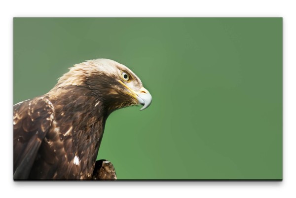 Bilder XXL Steinadler mit grünem Hintergrund Wandbild auf Leinwand