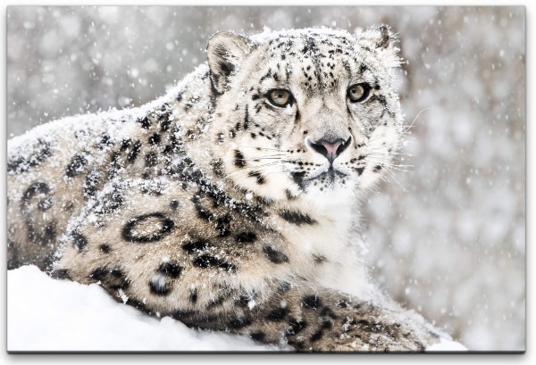 Leopard im Schnee Wandbild in verschiedenen Größen