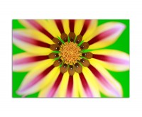 120x80cm Gazanie Sonnentaler Blüte exotisch makro