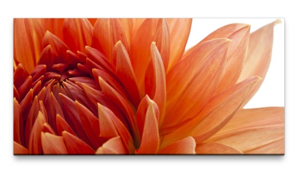 Bilder XXL orange Dahlie 50x100cm Wandbild auf Leinwand