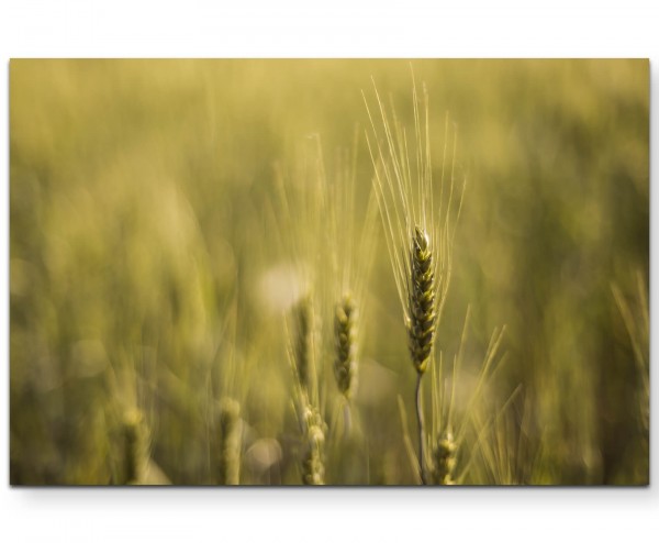 Weizenfeld Wiese - Leinwandbild