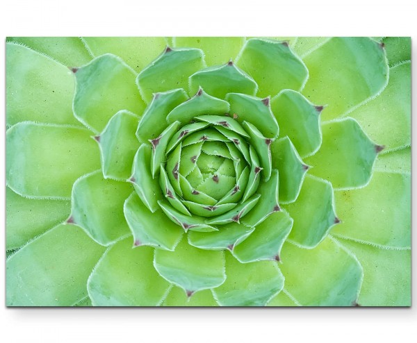 botanisches Gewächs Succulente - Leinwandbild