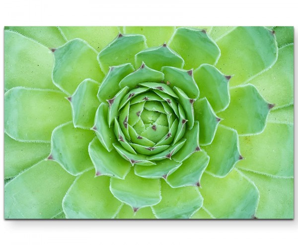 botanisches Gewächs  Succulente - Leinwandbild