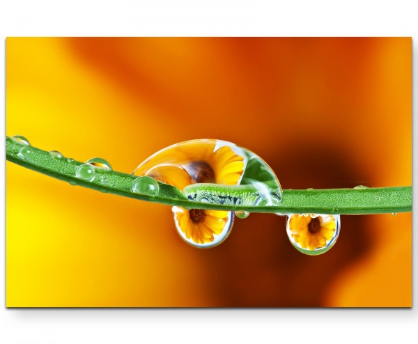 Fotografie Spiegelung einer Ringelblumenblüte - Leinwandbild