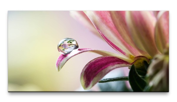 Bilder XXL Wassertropfen auf Chrysantheme 50x100cm Wandbild auf Leinwand