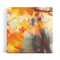 Herbst Herbstblatt Baum Zweige Äste Sonnenschein