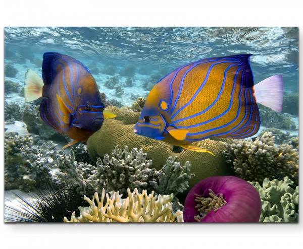 Korallenriff mit tropischen Fischen Rotes Meer - Leinwandbild