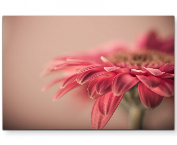 Vintage Gerbera pink - Leinwandbild