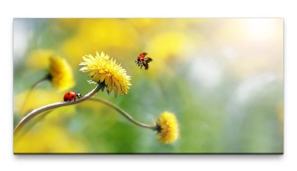 Bilder XXL Marienkäfer auf Löwenzahn 50x100cm Wandbild auf Leinwand