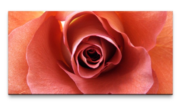 Bilder XXL Rosenblüte rosa Nahaufnahme 50x100cm Wandbild auf Leinwand