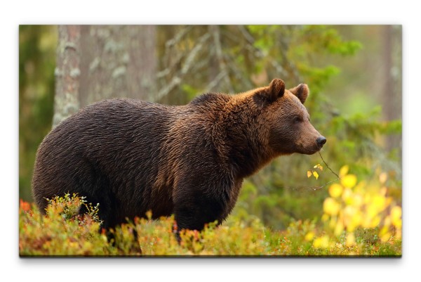 Bilder XXL Braunbär Wandbild auf Leinwand