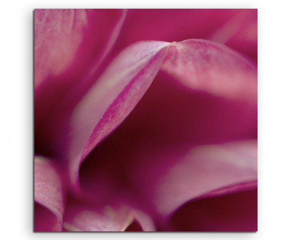 Naturfotografie Pinke Blütenblätter mit Rand auf Leinwand exklusives Wandbild moderne Fotografie f