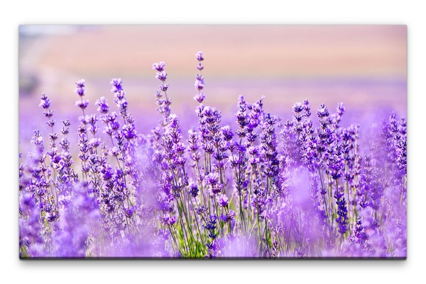 Bilder XXL Blühender Lavendel Wandbild auf Leinwand