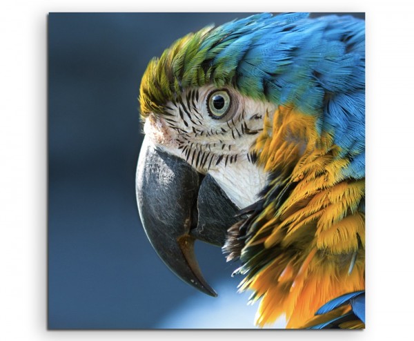 Tierfotografie – Ara im Portrait auf Leinwand