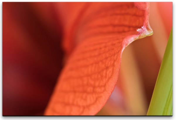 Blumen in rot Wandbild in verschiedenen Größen