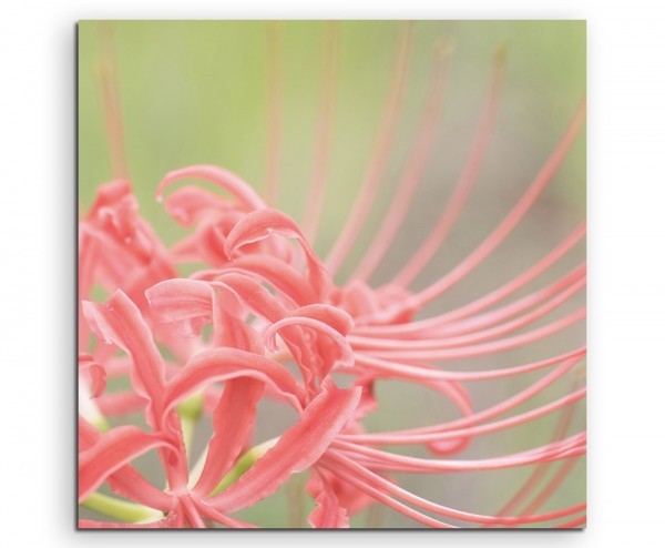 Naturfotografie Rotes Amaryllisgewächs auf Leinwand exklusives Wandbild moderne Fotografie für ihr