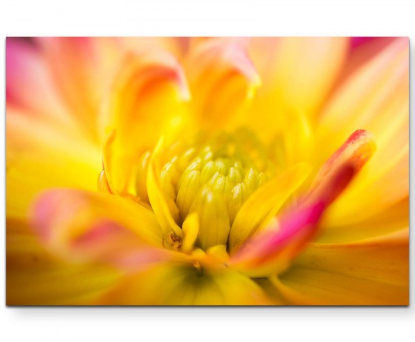 Rosa-gelbe Dahlie Macrofotografie - Leinwandbild