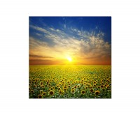 80x80cm Sommerlandschaft Sonnenblumen Sonne