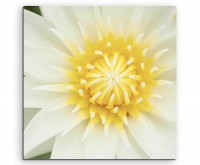 Naturfotografie – Weiße Lotusblumen auf Leinwand