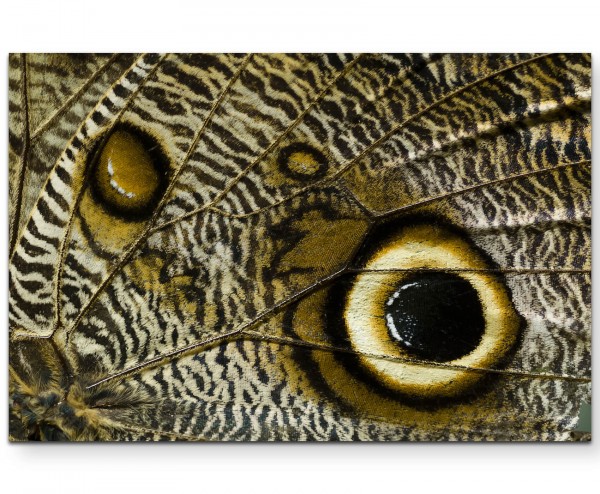 Makrofotografie  tropischer Schmetterlingsflügel - Leinwandbild
