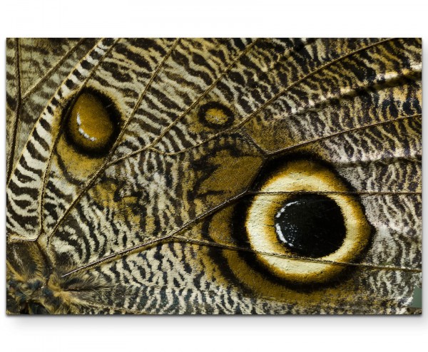 Makrofotografie tropischer Schmetterlingsflügel - Leinwandbild