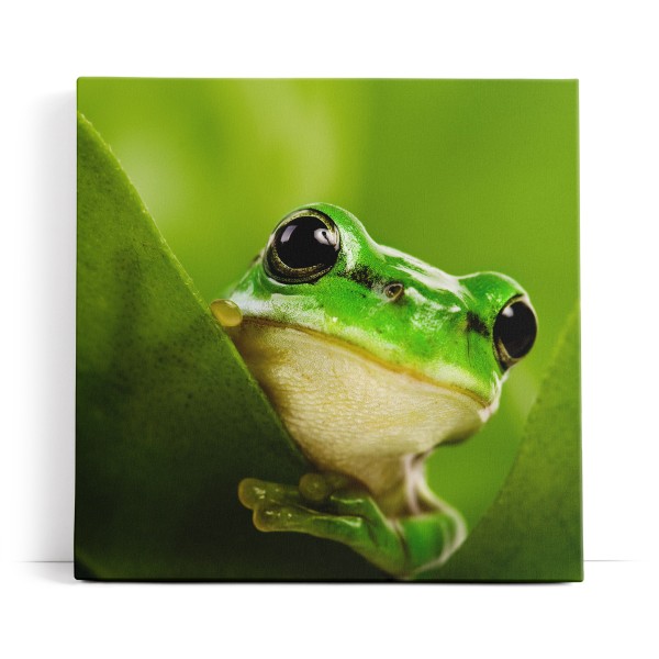 Frosch grünes Blatt Natur Grün Pflanze Fotokunst Regenwald